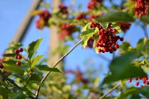 Red viburnum in the evening light Stock Photos