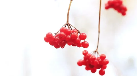 Red viburnum  Видео 57961365