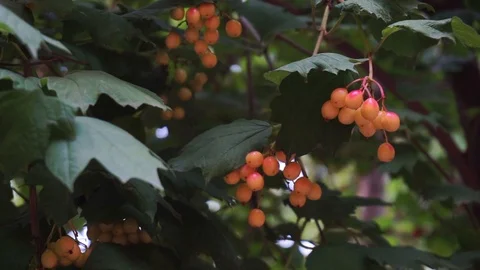 Red viburnum Stock Footage 97410295