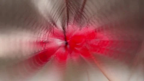 Red viburnum Video stock 146876218