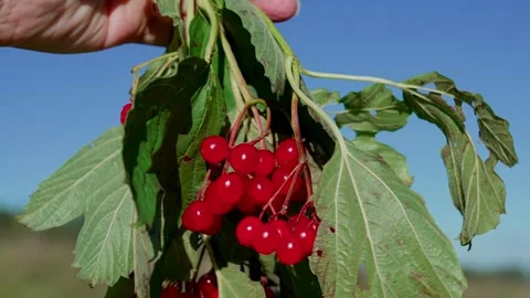 Red viburnum Stock Footage 321538128