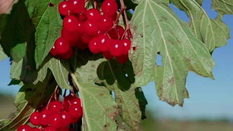 Red viburnum Stock Footage 321538294