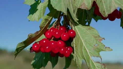 Red viburnum Stock Footage 321538869