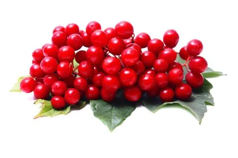 Red viburnum Stock Photos