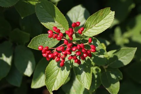 Red viburnum Foto stock