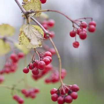 Red viburnum Stock Photos