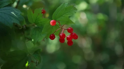Red viburnum sways in the wind Stock-Footage 56551641