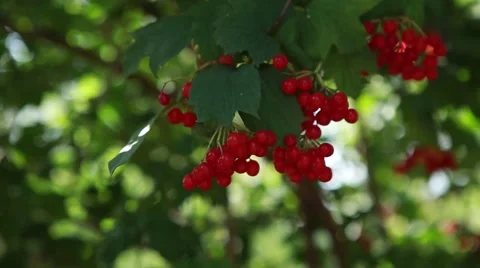 Red viburnum sways in the wind Stock Footage 56842627
