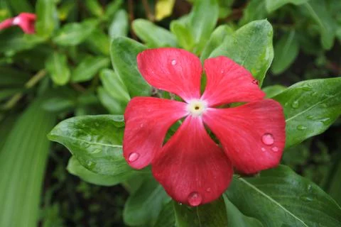Red vinca Stock Photos