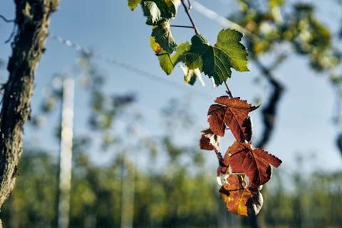 Red vine leafs on vineyard. Detailed view of the leaf on sunset with bokeh, sun Stock Photos