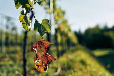 Red vine leafs on vineyard. Detailed view of the leaf on sunset with bokeh, sun Stock Photos