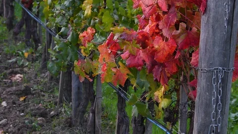 Red vine leaves moving in the wind during the autumn season Stock-Footage 120288048