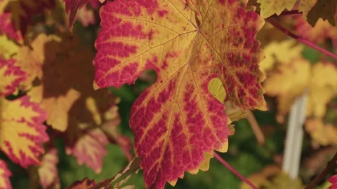 Red Vine Leaves in Sunlight (slight) Stock Footage 316830976