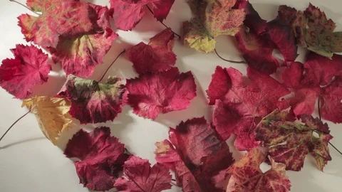 Red vine leaves on a white background Stock Footage 82112488