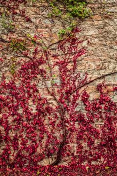 Red vine Stock Photos