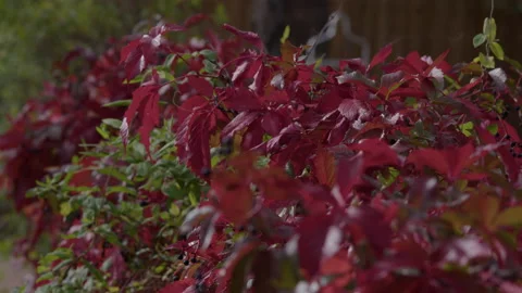 Red Vine, Rack Focus, To berries, Flagstaff, Arizona Video stock 225840193
