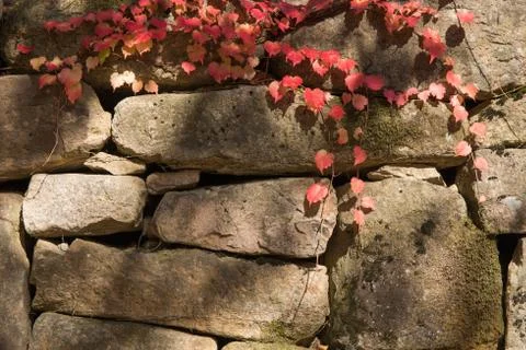 Red vine on a stone wall Stock Photos