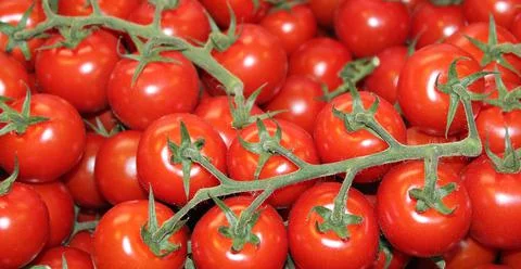 Red Vine Tomatoes. Stock Photos