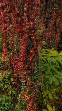 Red vines cascade over vibrant green ferns in a tranquil forest Stock Photos