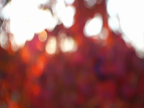 Red vineyard Stock Footage 108515926