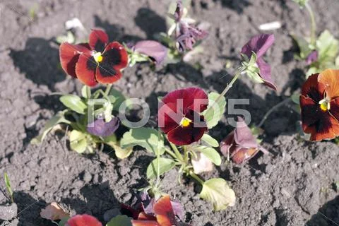 Red viola at spring Stock Photos
