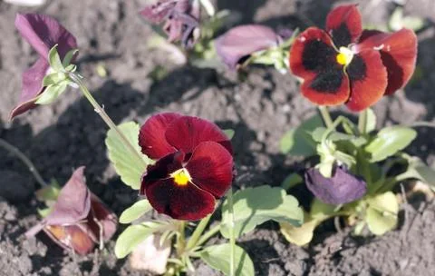 Red Viola at Spring Foto stock