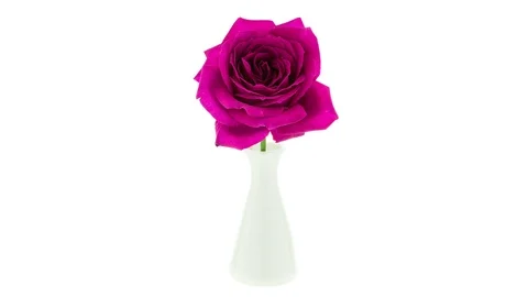 Red Violet Rose Blooming Timelapse Video stock 88839175