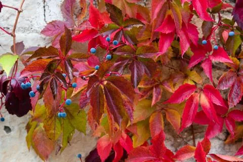 Red virginia creeper Stock Photos