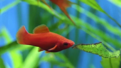 Red wagtail hi-fin sword Stock Footage 85667495