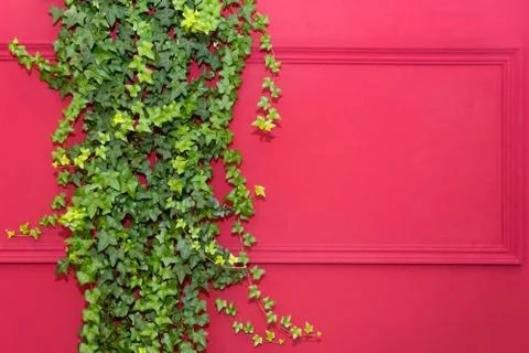 Red wall with frame half covered by Common Ivy. Also known as Hedera helix, E Stock Photos