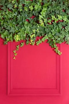 Red wall with frame half covered by Common Ivy. Also known as Hedera helix, E Stock Photos