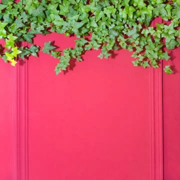 Red wall with frame half covered by Common Ivy. Also known as Hedera helix, E Stock Photos