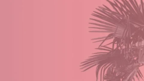 Red wall with palm shadow - romantic palm leaves background Stock Footage 140047899