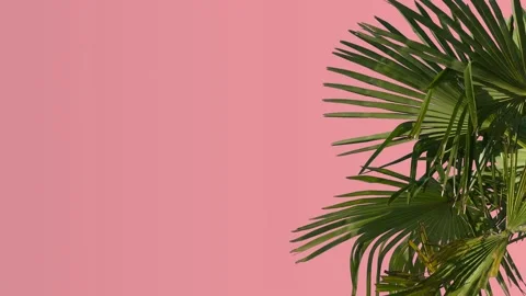 Red wall with palm tree - romantic palm leaves background Stock Footage 140048331
