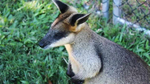 Red Wallaby looks up Stock Footage