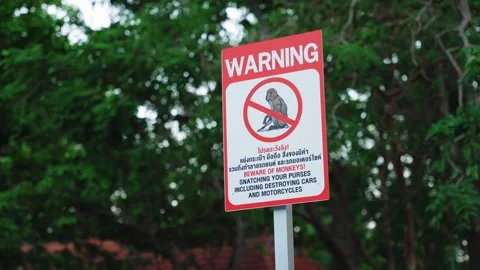 Red warning sign about dangerous monkeys on the parking in Thailand. Menace Stock Footage 294732375