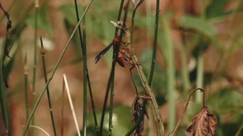 Red Wasp Perched on a Stem Among Withered Vegetation Stock Footage 295747516