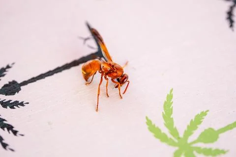 Red wasp Stock Photos
