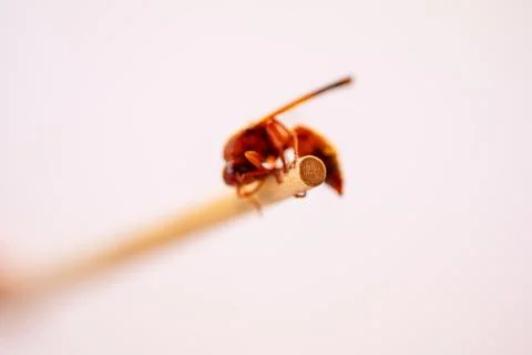 Red wasp Stock Photos