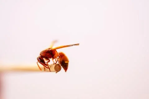 Red wasp Stock Photos
