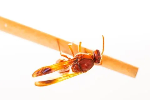 Red wasp Stock Photos