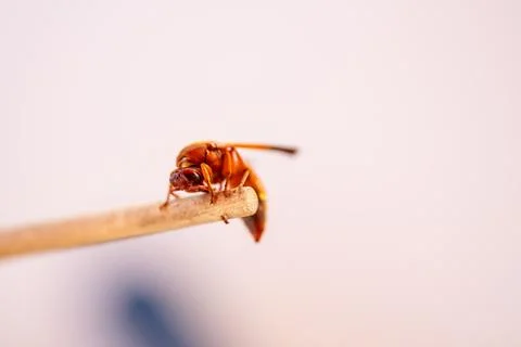 Red wasp Stock Photos