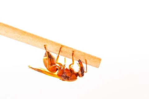 Red wasp Stock Photos