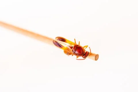 Red wasp Stock Photos