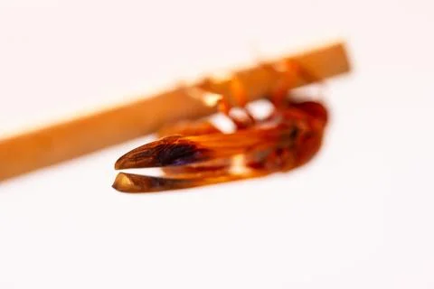 Red wasp Stock Photos