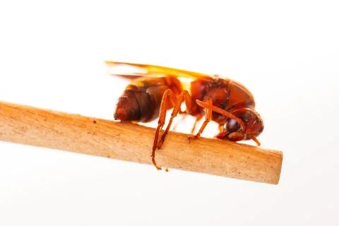 Red wasp Stock Photos