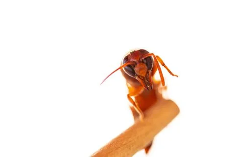 Red wasp Stock Photos