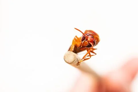 Red wasp Stock Photos