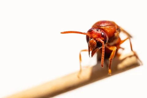 Red wasp Stock Photos