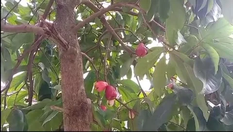 Red water apple fruit Stock Footage 310435843